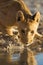 Vertical shot of a beautiful lioness drinking water from the lake with her reflection in the water