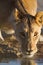 Vertical shot of a beautiful lioness drinking water from the lake with her reflection in the water