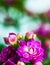 Vertical shot of beautiful Matthiola blooming in the garden