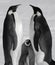 Vertical shot of beautiful penguins during winter