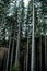 Vertical shot of a beautiful pine tree forest perfect for wallpapers and backgrounds