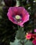 Vertical shot of beautiful pink Amapola flower on a blurred greenery background