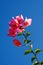 Vertical shot of a beautiful, pink Brazil Bougainvillea flower on the blue sky background