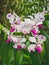 Vertical shot of beautiful pink and white Vanda luzonica flowers