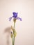 Vertical shot of a beautiful purple German iris (Iris germanica) with a pink wall in the background