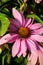 Vertical shot of  beautiful Purples Echinacea flowers with a bumblebee collecting pollen