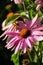 Vertical shot of  beautiful Purples Echinacea flowers with a bumblebee collecting pollen