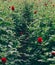 Vertical shot of beautiful red clove flowers in a green field