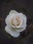 Vertical shot of the beautiful Rosa Kristall flower