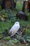 Vertical shot of a beautiful snowy owl surrounded by green vegetation. Bubo scandiacus.