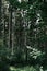 Vertical shot of beautiful sunlight shining through tall thin trees in dense forest