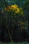 Vertical shot of a beautiful tree with yellow foilage in a Redwood forest