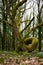 Vertical shot of a beautiful twisted moss-covered tree trunk in the middle of a jungle