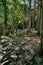 Vertical shot of the beautiful view of the forest in Arche de Ponadieu wildlife park