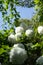 Vertical shot of beautiful white snowball flowers growing in the garden
