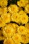 a vertical shot of beautiful yellow daisies