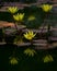 Vertical shot of beautiful yellow water lily (Nymphaea mexicana) reflected in tranquil water of lake