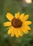 Vertical shot of a beautifully bloomed sunflower with yellow petals