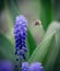 Vertical shot of a bee flying to a garden grape-hyacinth in a garden with a blurry background