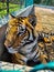 Vertical shot of a Bengal tiger chilling in a cage