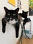 Vertical shot of bicolor cats on the iron table