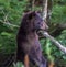Vertical shot of the black bear in the woods