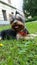 Vertical shot of a black-brown Yorkshire Terrier laying on a grassy garden on a daylight