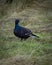 Vertical shot of a black grouse bird perched on a field