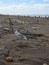 Vertical shot of a black-headed gull on the sand at a beach.