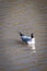 Vertical shot of a Black-headed gull swimming in the lake