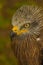 Vertical shot of a black kite fierce face with a bokeh background