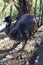 Vertical shot of a black ostrich behind a tree