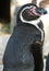 Vertical shot of a black penguin with a white line surrounding its neck