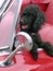 Vertical shot of a black poodle sitting in a red retro car