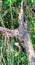 Vertical shot of blond-crested woodpecker perched on a tree