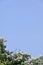 Vertical shot of a bloomed tree branches under a blue clear sky