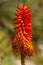 Vertical shot of blooming Bitter aloe plant