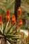 Vertical shot of blooming Bitter aloe plants