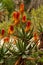 Vertical shot of blooming Bitter aloe plants