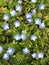 Vertical shot of blooming blue Germander speedwell flowers