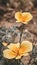 Vertical shot of blooming California poppies in a field under the sunlight with a blurry background