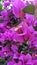 Vertical shot of blooming Camelina flowers in the greenery