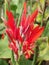 Vertical shot of blooming Canna flowers in the greenery