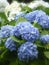 Vertical shot of blooming French hydrangea flowers in the garden