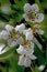 Vertical shot. Blooming gardens. Pear flowers close-up after rain. Spring. May.