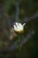 Vertical shot of blooming German chamomile in a field with a blurry background