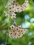 Vertical shot of blooming hoya flowers with greenery on the background