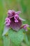 Vertical shot of blooming Lamium purpureum flower in the greenery