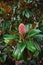 Vertical shot of a blooming Magnolia officinalis growing outdoor