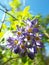 Vertical shot of blooming purple Brazilian Nightshade flowers at daytime